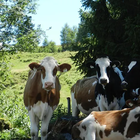 Thurn-ummerstall Lägenhet Hollersbach im Pinzgau