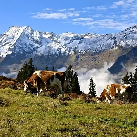 Thurn-ummerstall