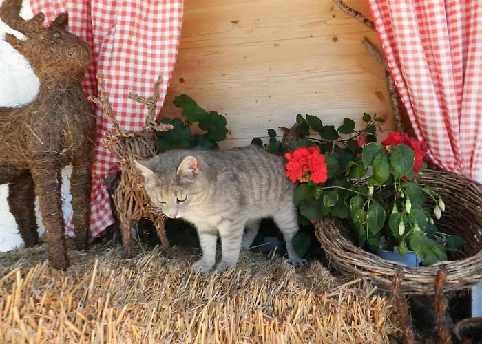 דירה Thurn-ummerstall